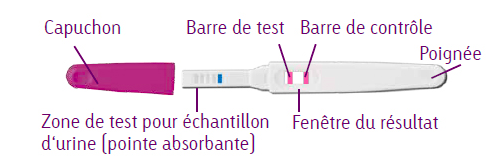 les différents éléments du test d'ovulation cyclotest